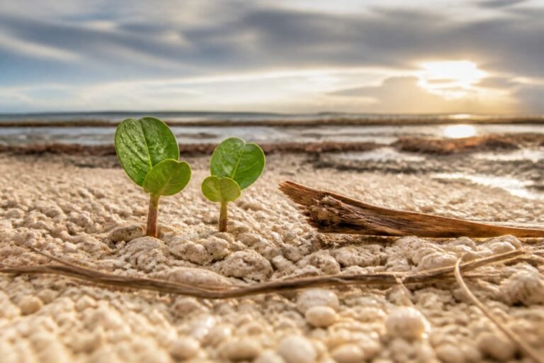 Two fresh sea-grape shoots emerging through storm-washed coral gravel.
